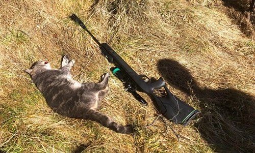 Shoot Feral Cats