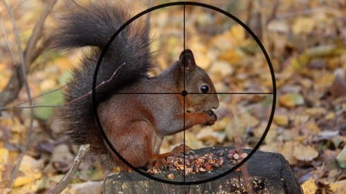 Shoot Squirrels