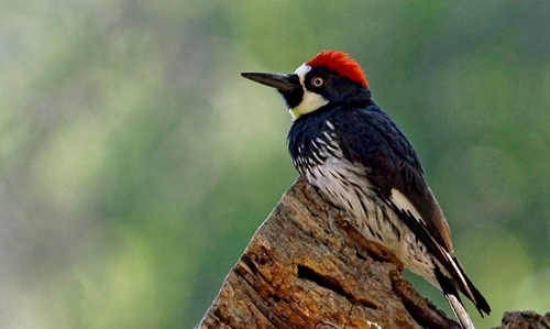 Shoot Woodpeckers