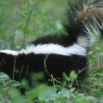 Shoot a Skunk