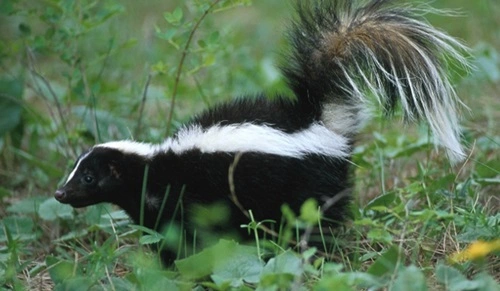 Shoot a Skunk