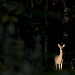 Spotlight Deer Without a Gun