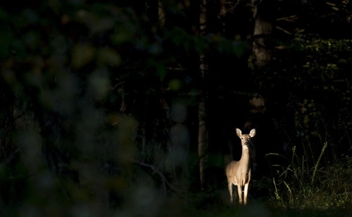 Spotlight Deer Without a Gun