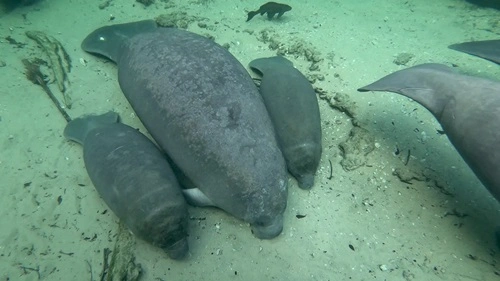 Touch Manatees in Florida