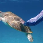 Touch Sea Turtles